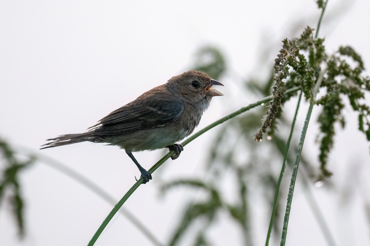 Indigo Bunting - ML608738917