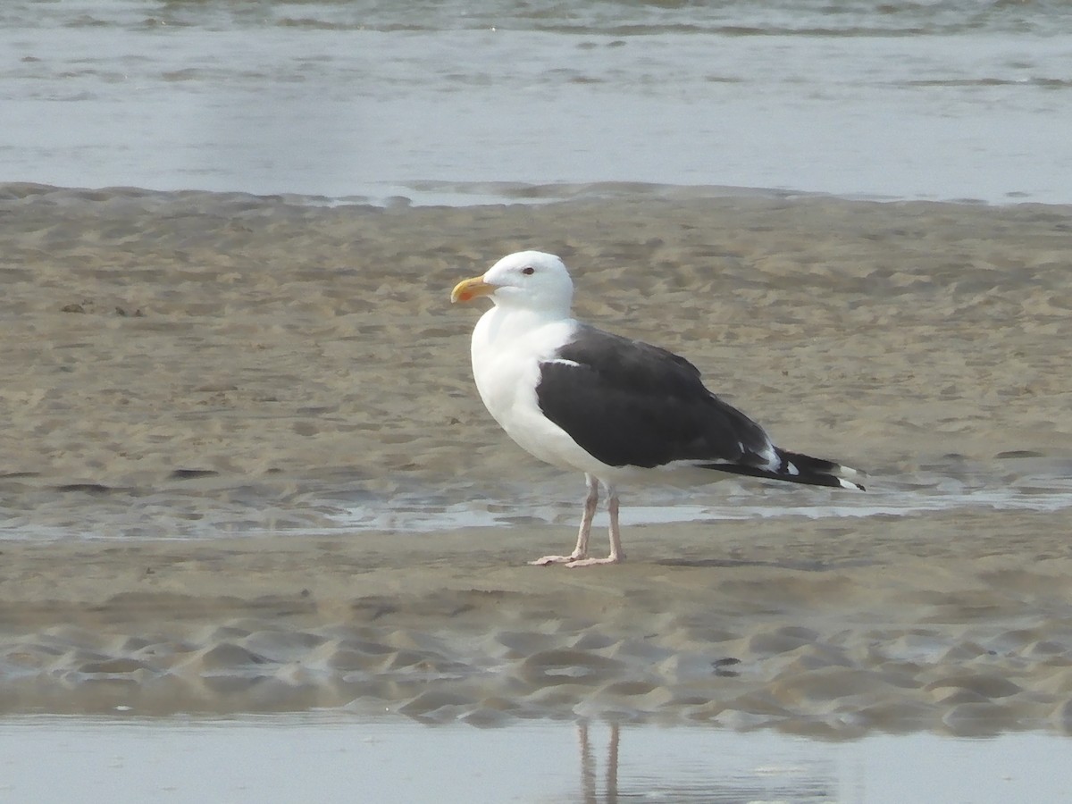 Great Black-backed Gull - Nancy Bruce