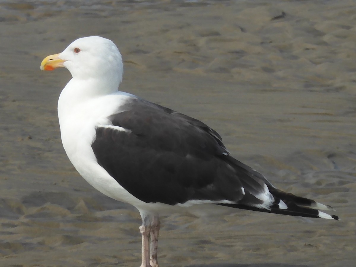 Great Black-backed Gull - ML608738923