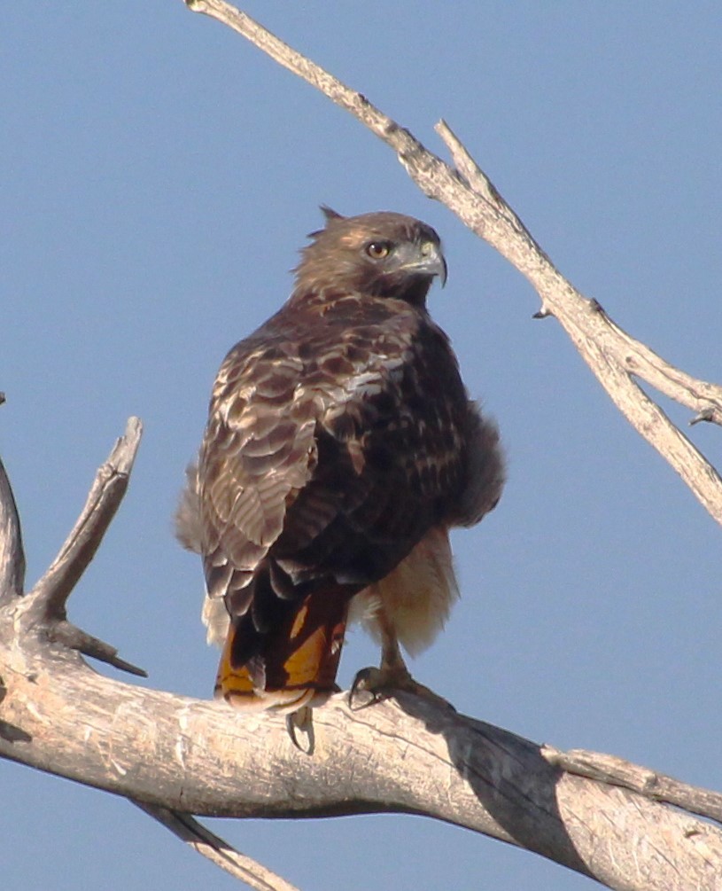 Red-tailed Hawk - ML608738930