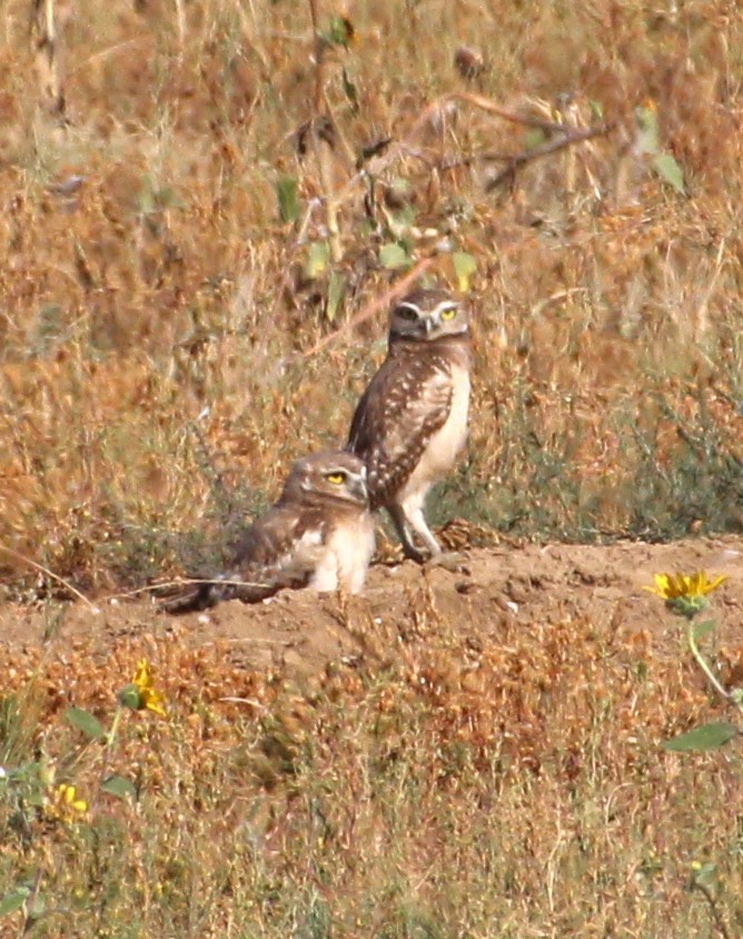 Mochuelo de Madriguera - ML608738950