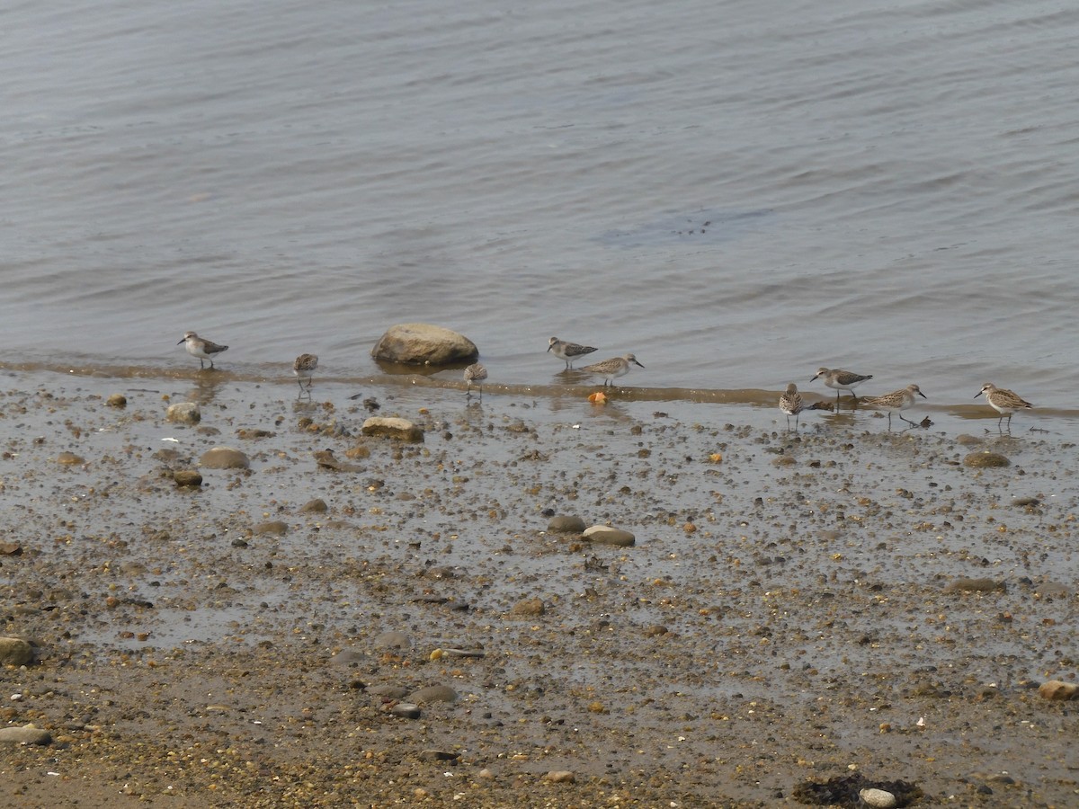 Semipalmated Sandpiper - ML608739008
