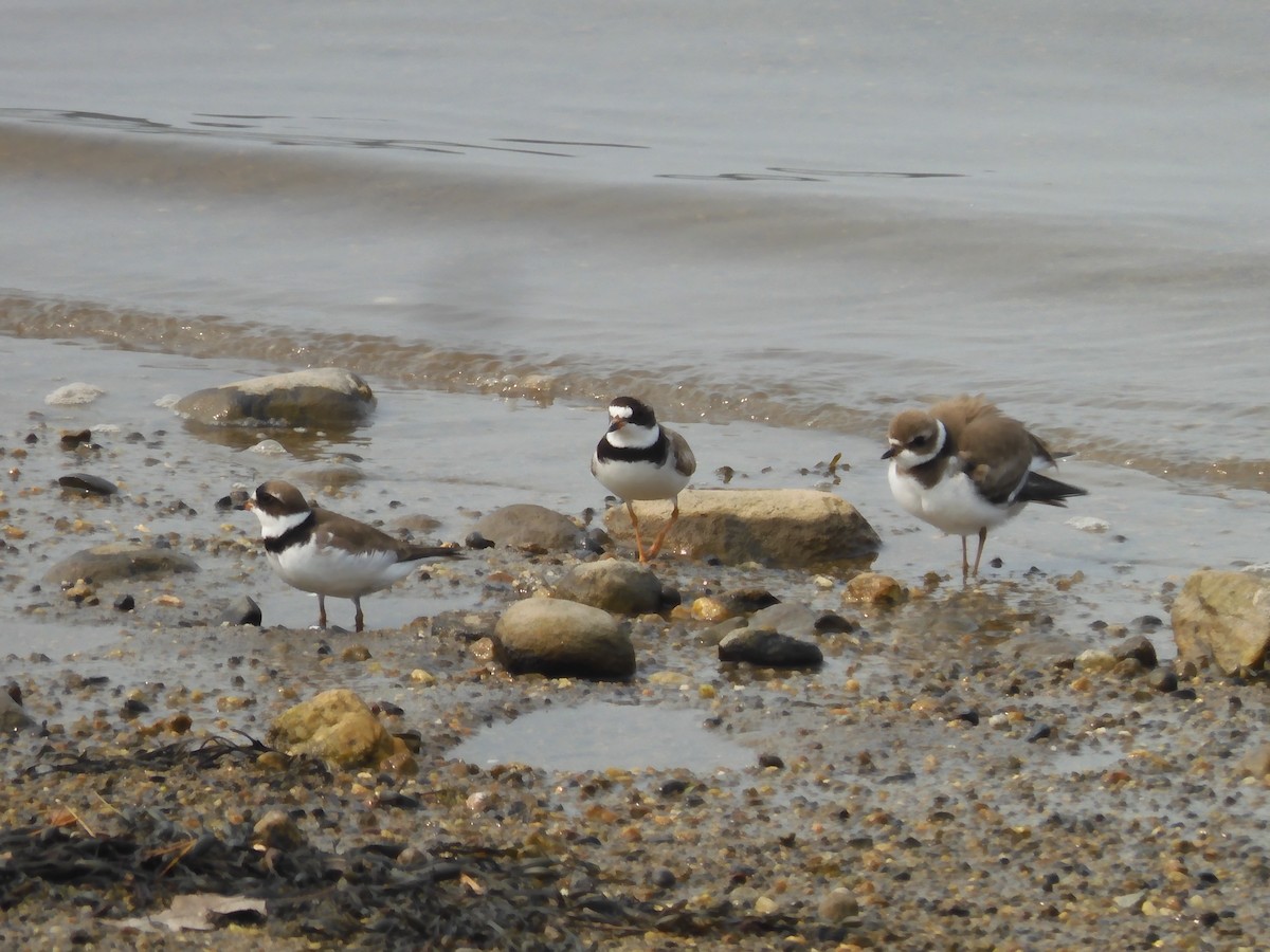 Semipalmated Plover - ML608739038