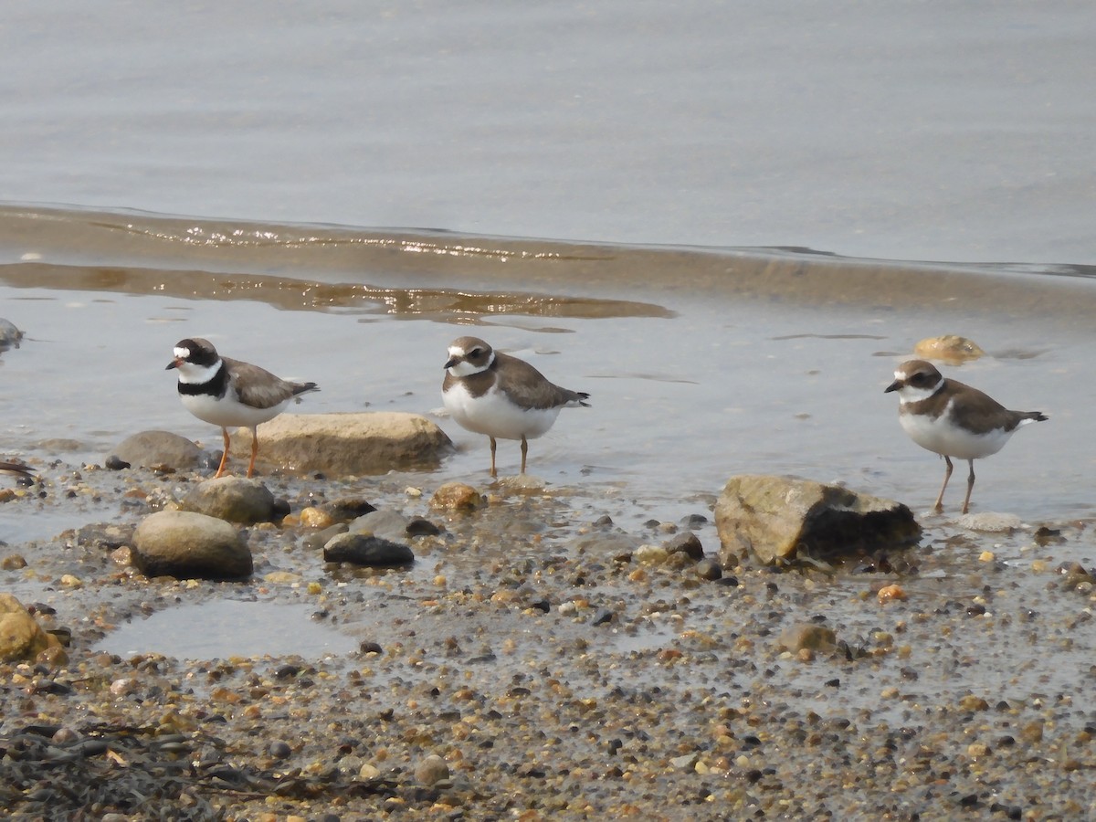 Semipalmated Plover - ML608739051