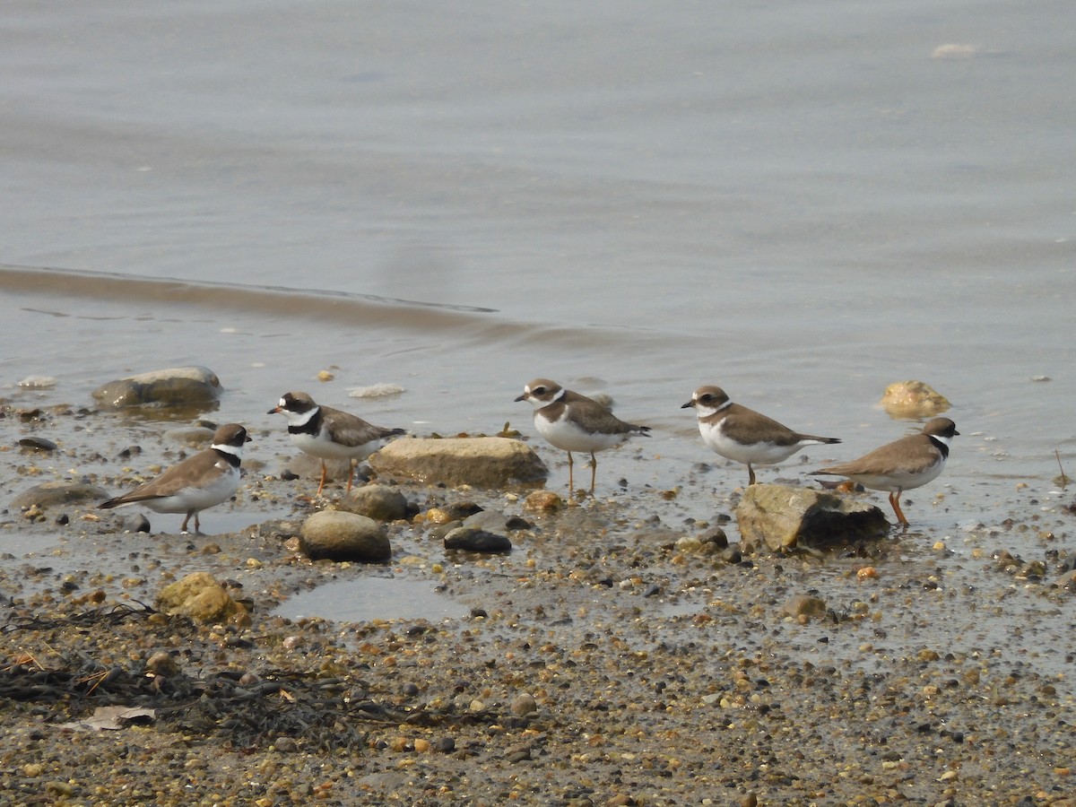 Semipalmated Plover - ML608739056