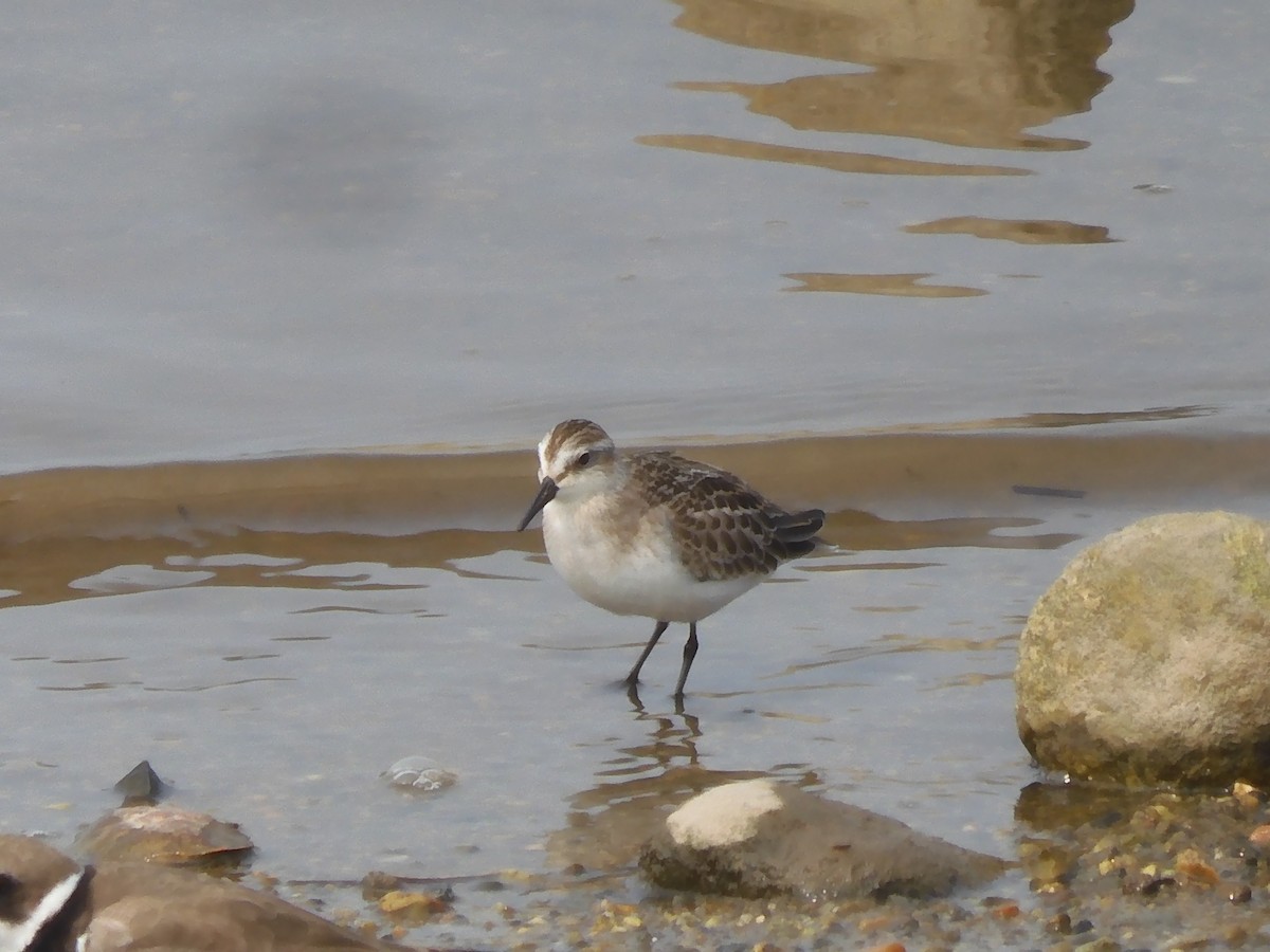 Semipalmated Sandpiper - ML608739089