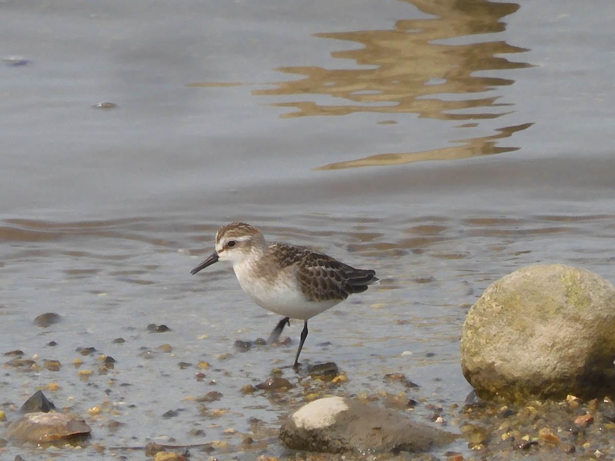 Semipalmated Sandpiper - ML608739097