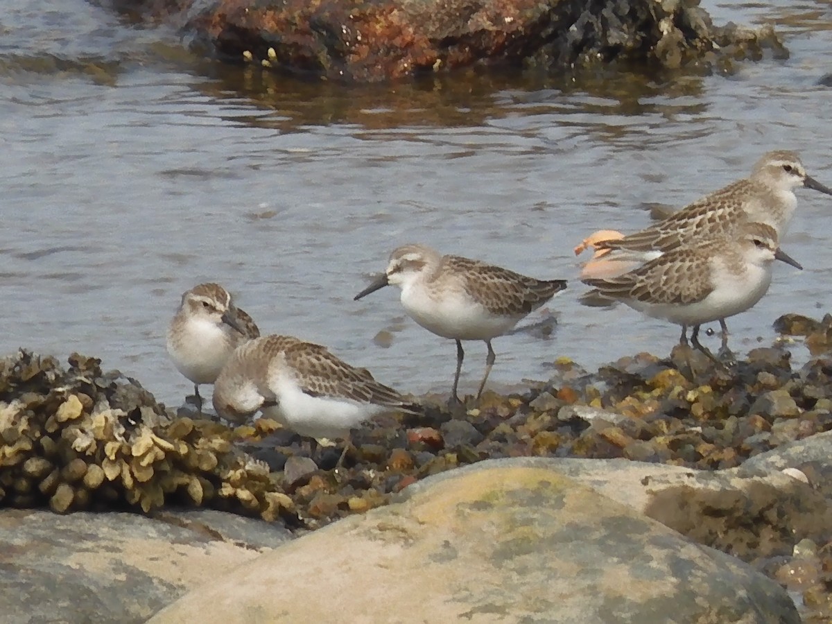Semipalmated Sandpiper - ML608739110