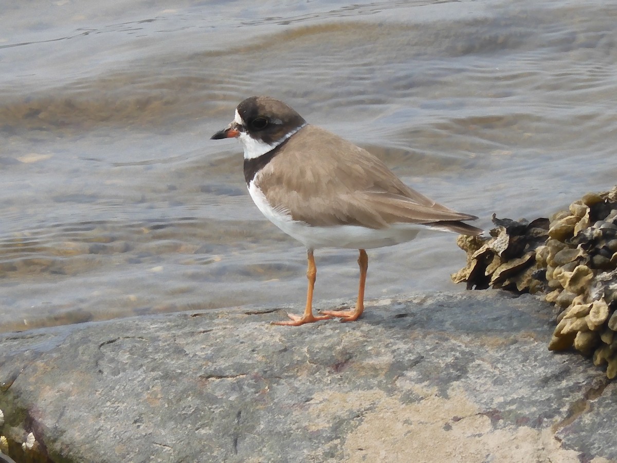 Semipalmated Plover - ML608739117