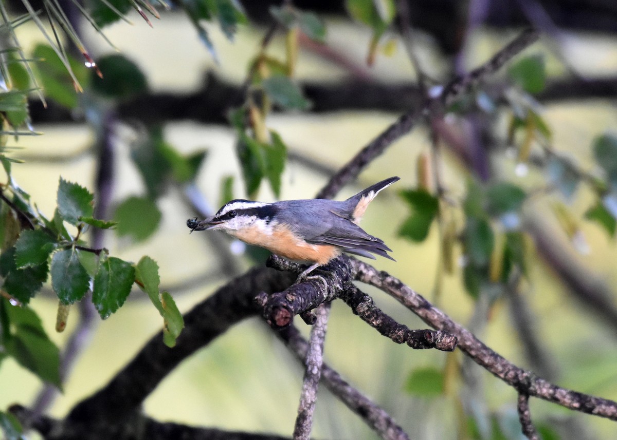 Red-breasted Nuthatch - ML608739165