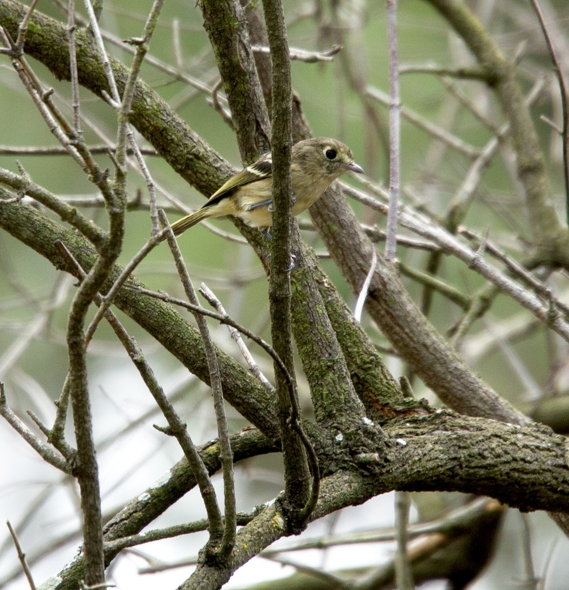 Vireo de Hutton - ML608739202