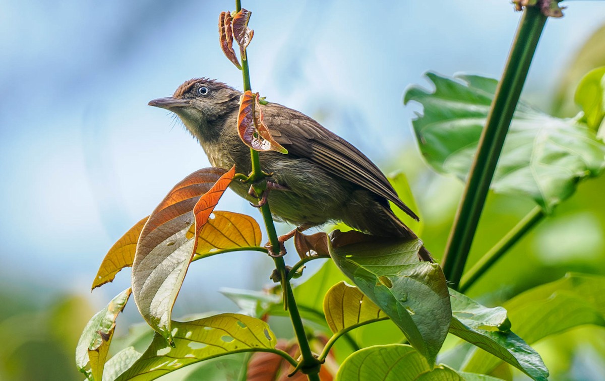 Charlotte's Bulbul - Susan Mac