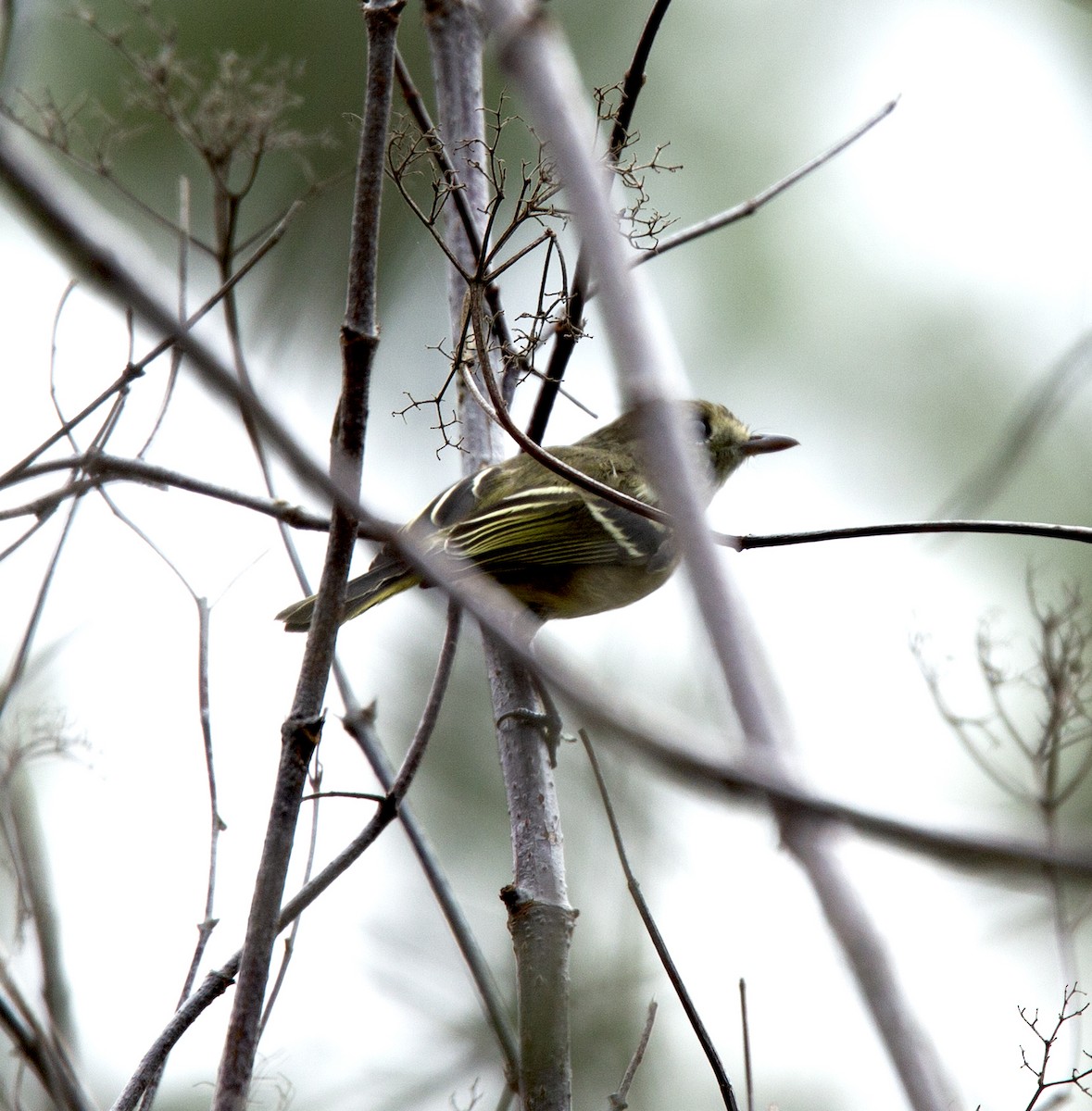 Hutton's Vireo - ML608739288