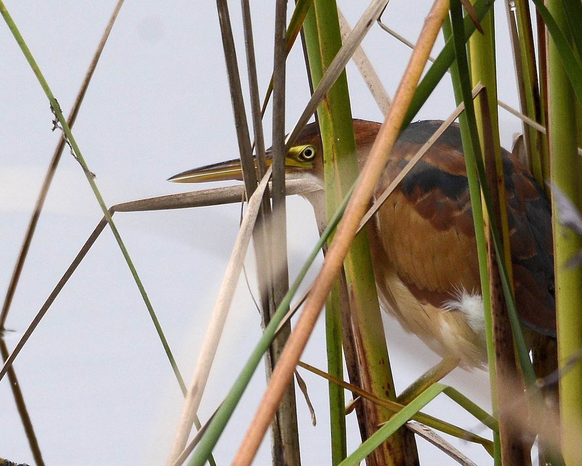 Least Bittern - ML608739338