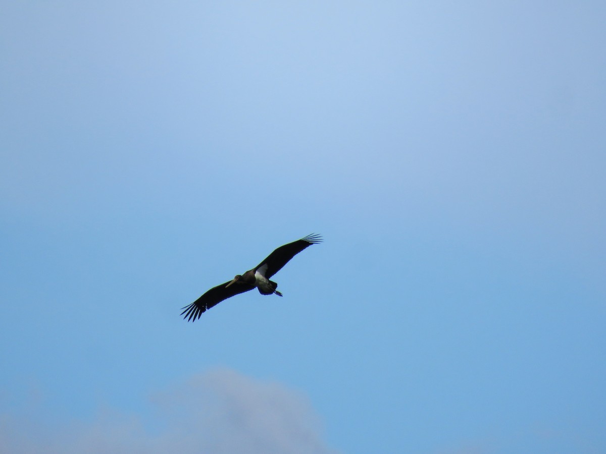 Black Stork - ML608739378