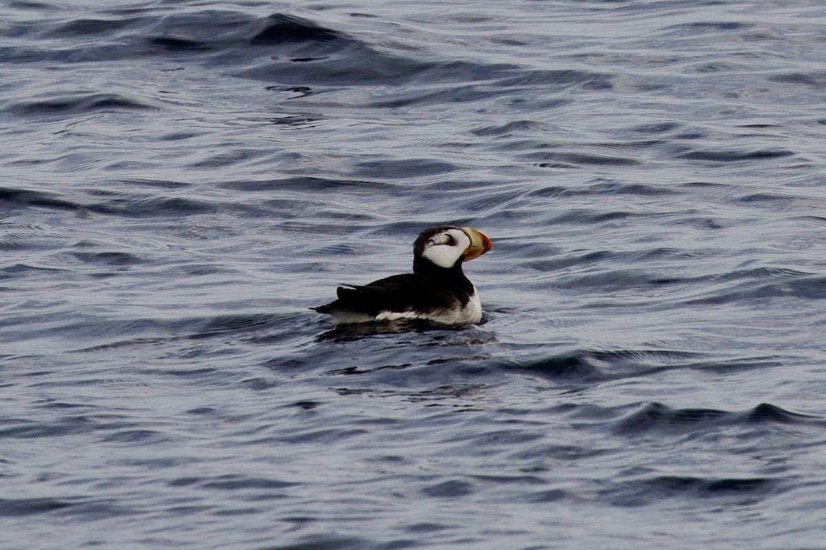 Horned Puffin - ML608739403