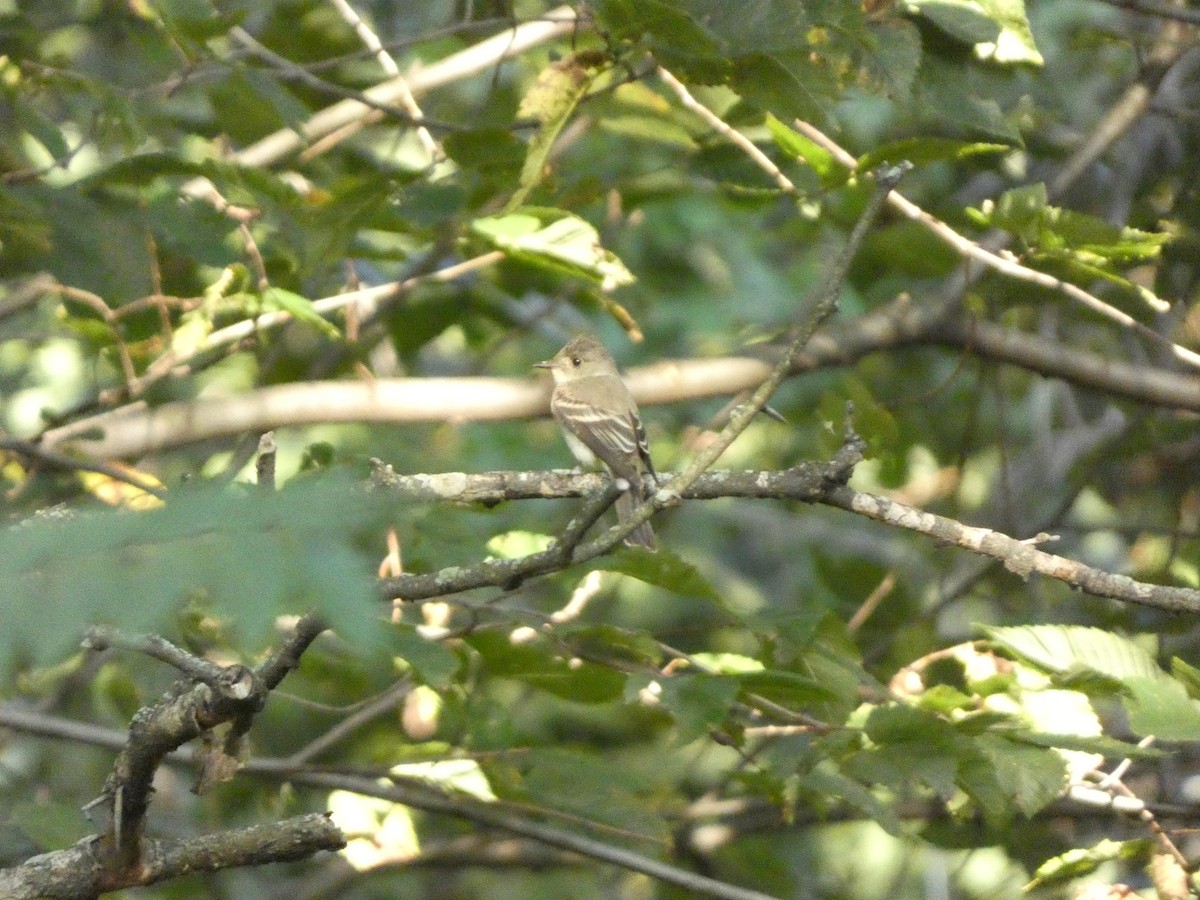 Eastern Wood-Pewee - ML608739488