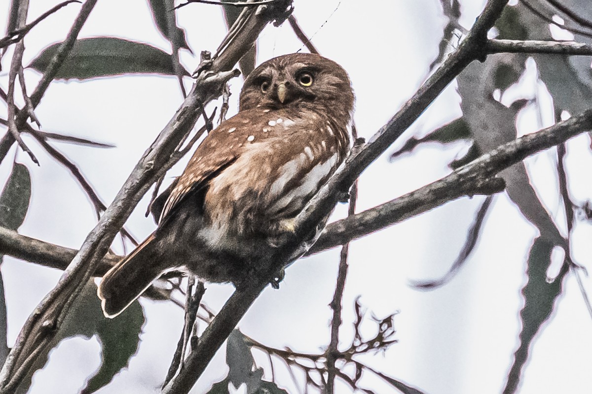 Ferruginous Pygmy-Owl - ML608739490