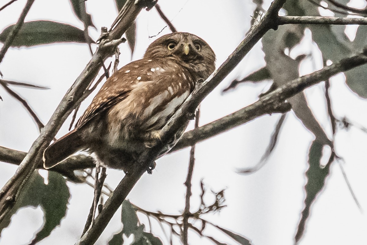 Ferruginous Pygmy-Owl - ML608739498