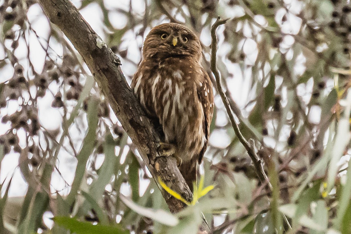 Ferruginous Pygmy-Owl - ML608739504