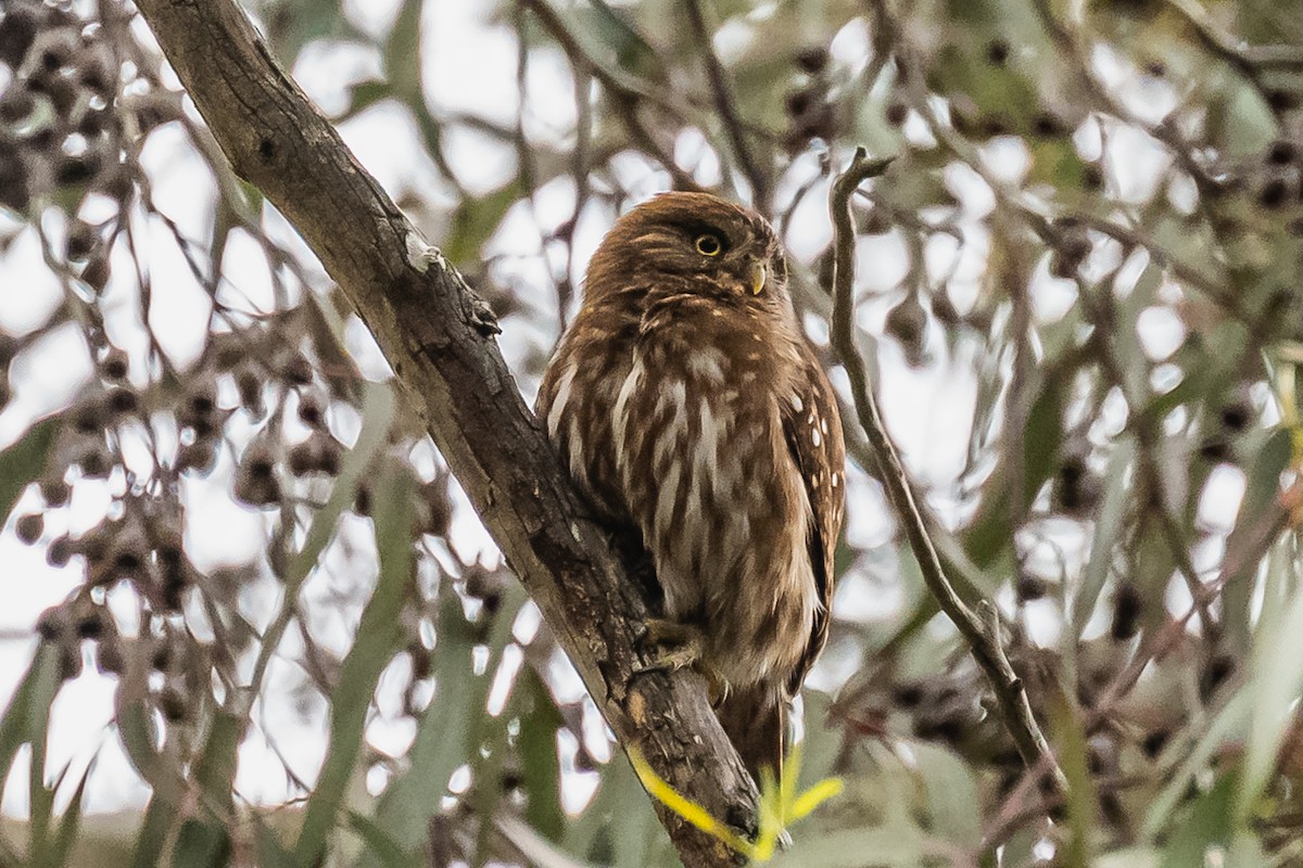 Ferruginous Pygmy-Owl - ML608739506