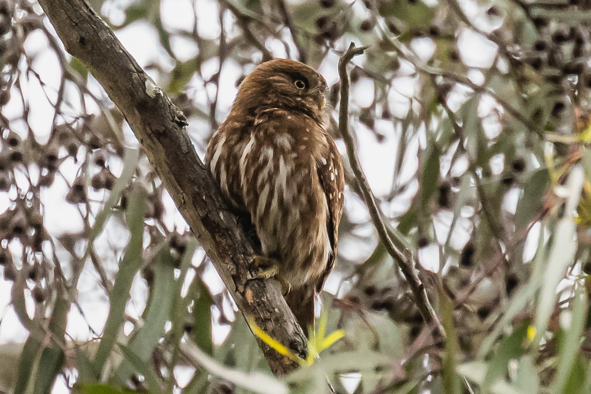 Ferruginous Pygmy-Owl - ML608739511