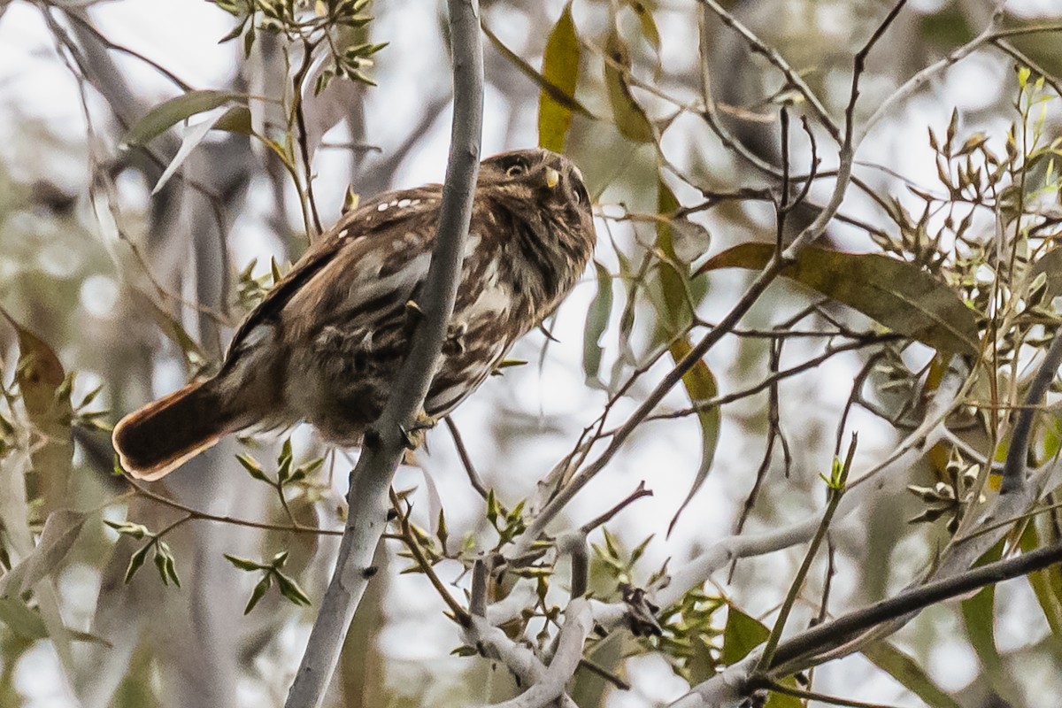 Ferruginous Pygmy-Owl - Amed Hernández