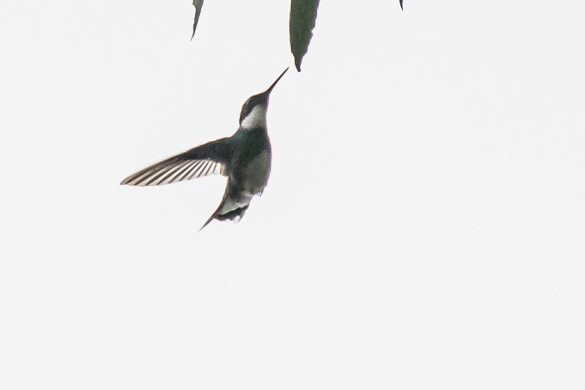 White-throated Hummingbird - ML608739537