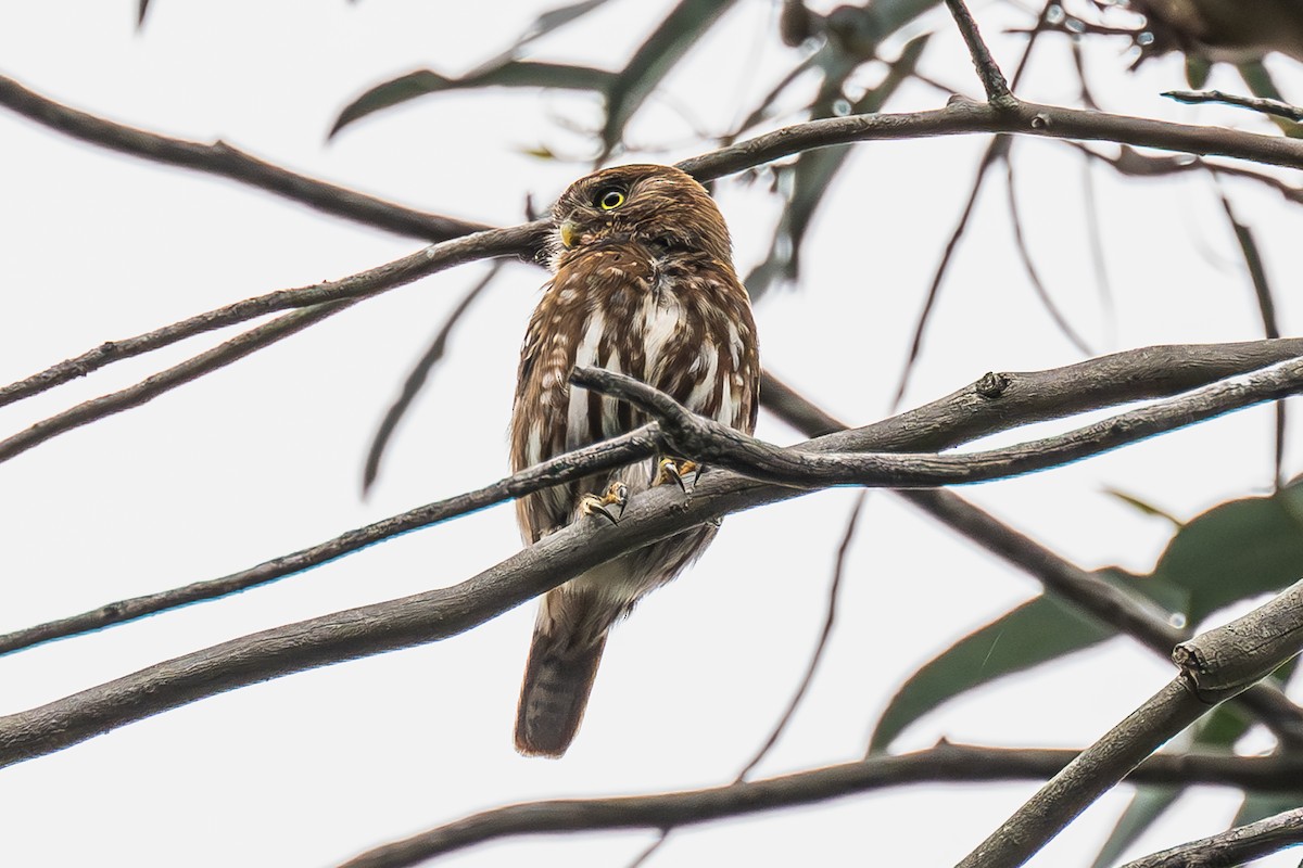 Ferruginous Pygmy-Owl - ML608739544