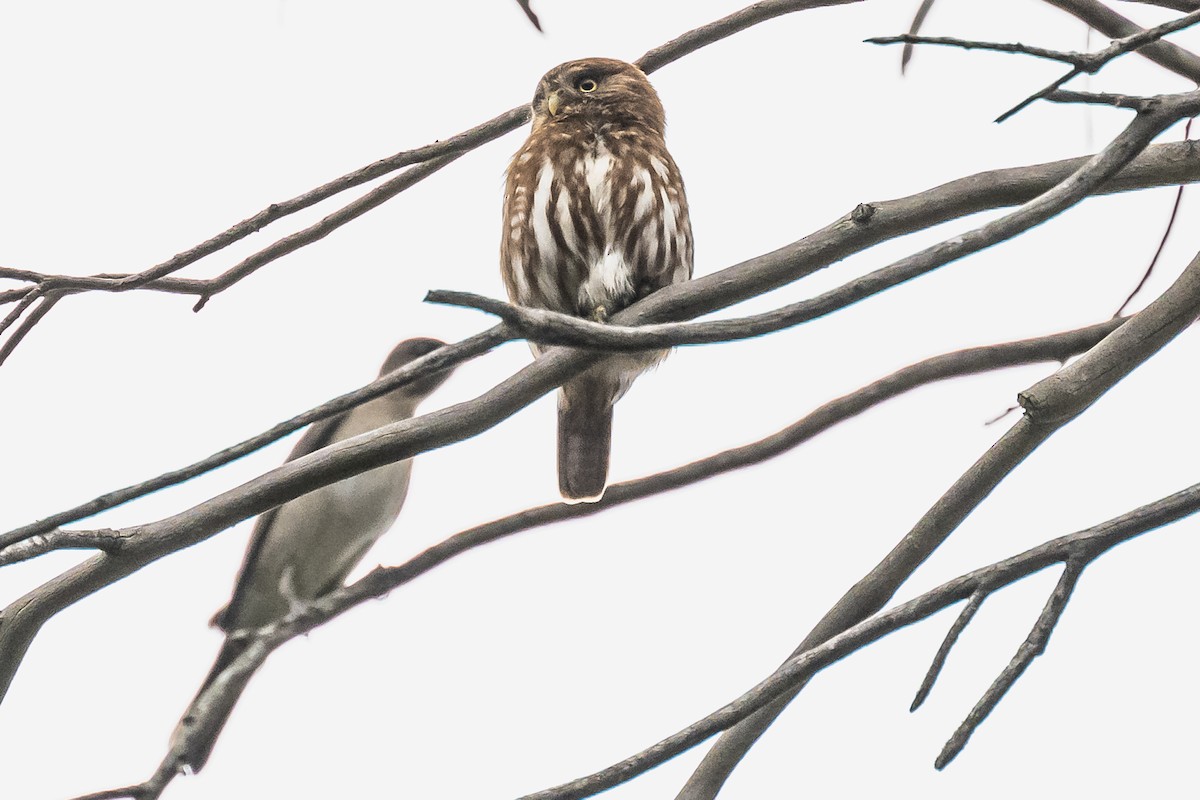 Ferruginous Pygmy-Owl - ML608739545