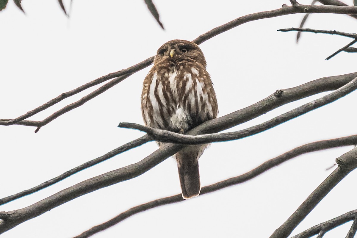 Ferruginous Pygmy-Owl - Amed Hernández