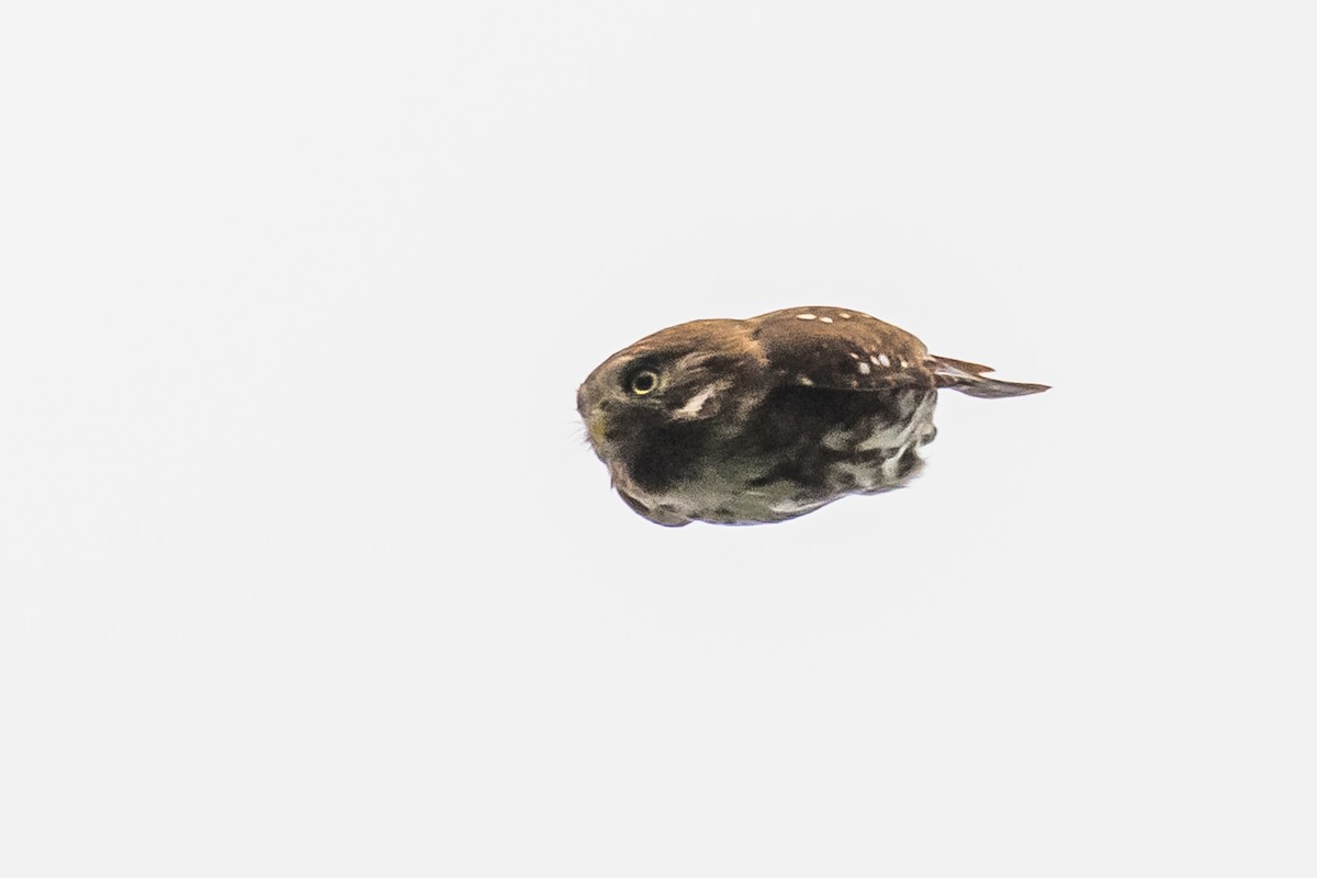 Ferruginous Pygmy-Owl - ML608739561