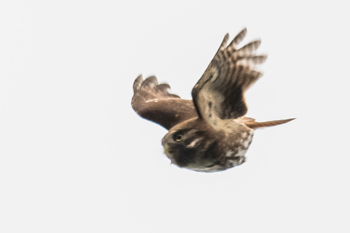 Ferruginous Pygmy-Owl - ML608739562