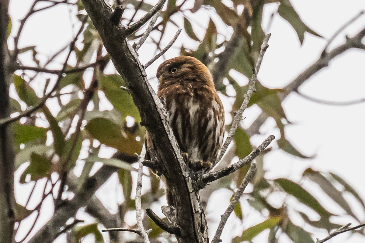 Ferruginous Pygmy-Owl - ML608739566