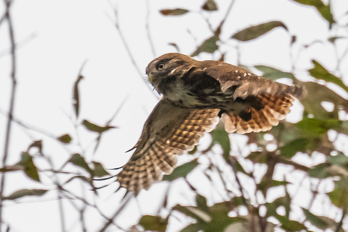 Ferruginous Pygmy-Owl - ML608739568