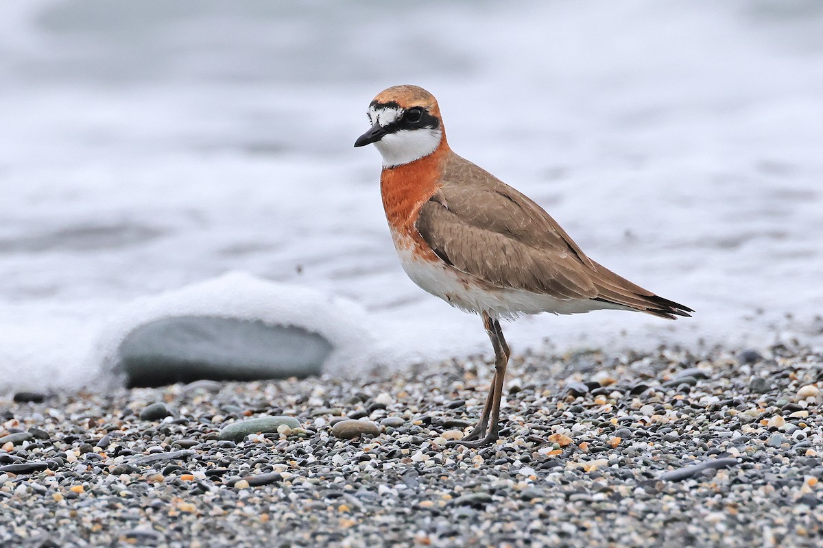 Siberian/Tibetan Sand-Plover - Nathan Wall