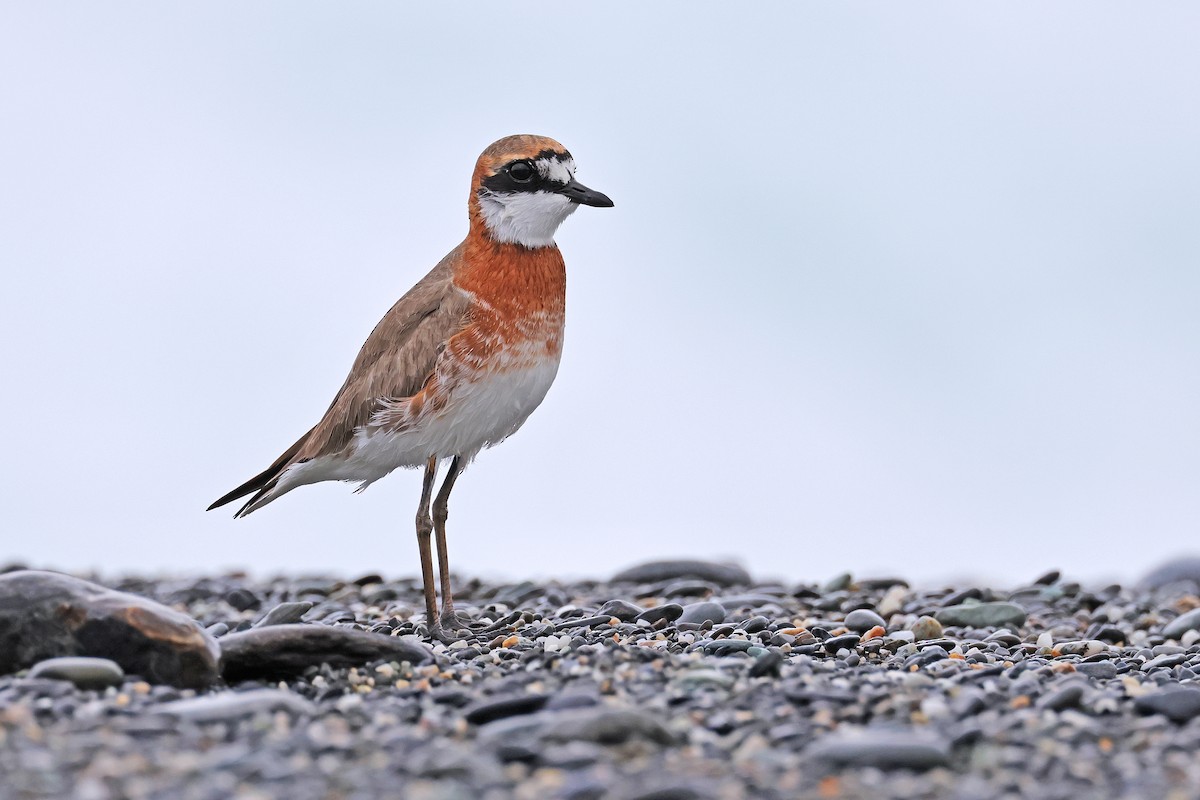 Siberian/Tibetan Sand-Plover - ML608739671