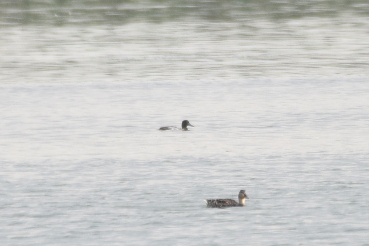 Greater/Lesser Scaup - ML608739690