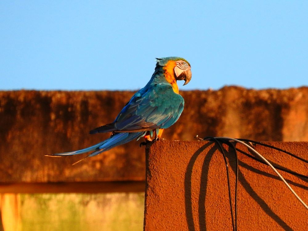 Blue-and-yellow Macaw - ML608739697