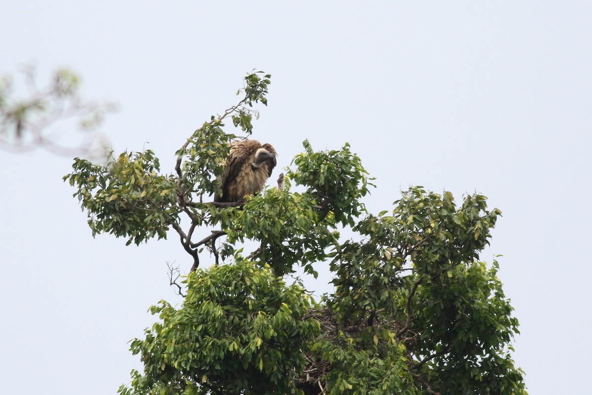 White-backed Vulture - ML608739830