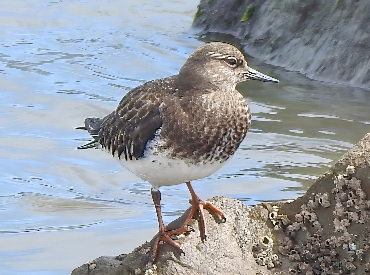 Black Turnstone - ML608739845