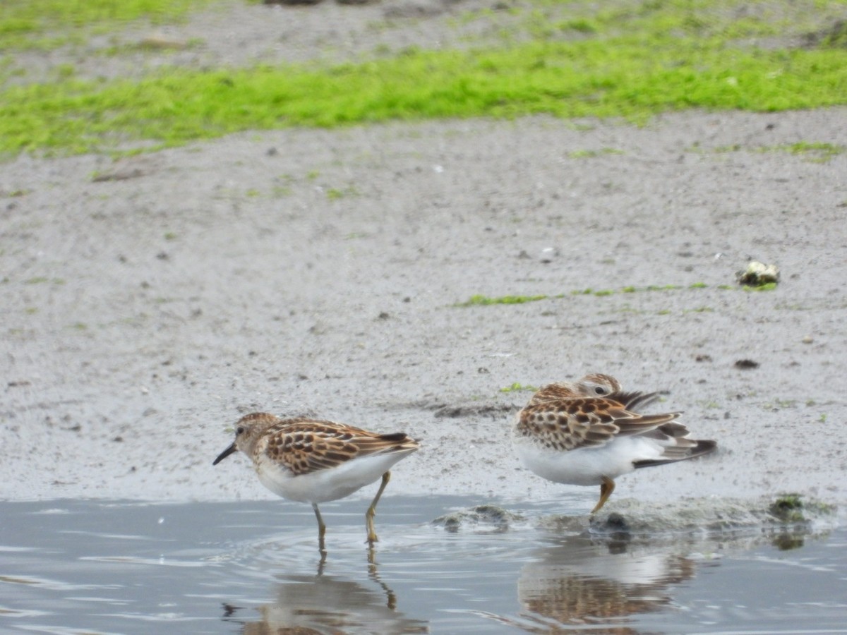 Least Sandpiper - ML608739860