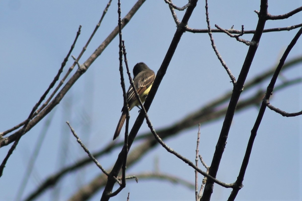 Great Crested Flycatcher - ML608739870