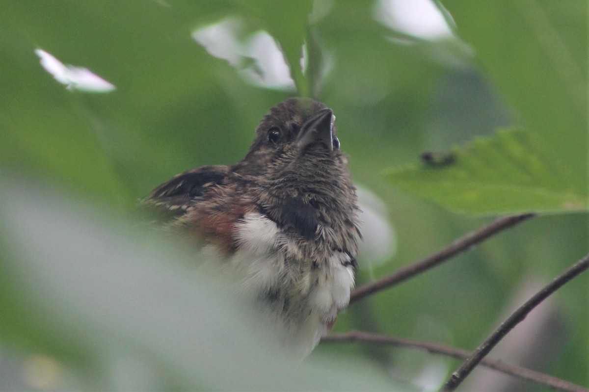 Eastern Towhee - Susan Strane