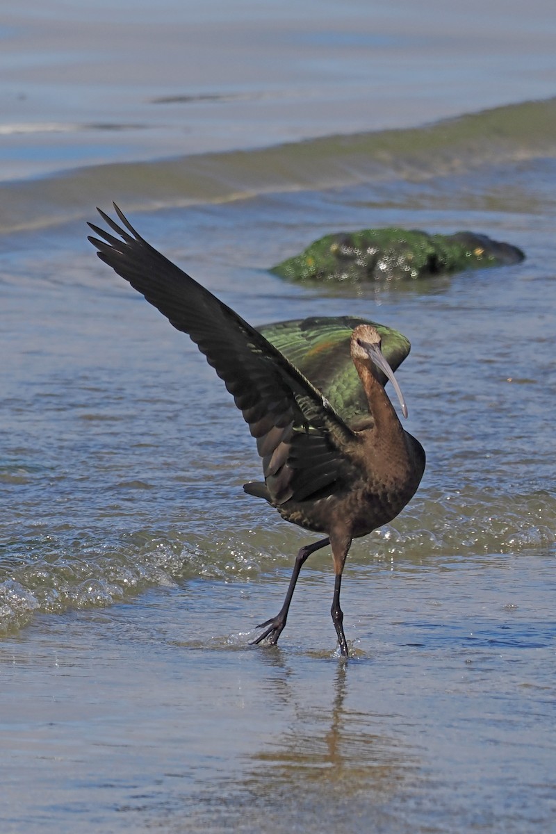 White-faced Ibis - ML608739942