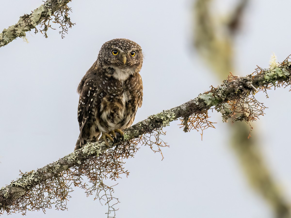 Yungas Pygmy-Owl - ML608739983