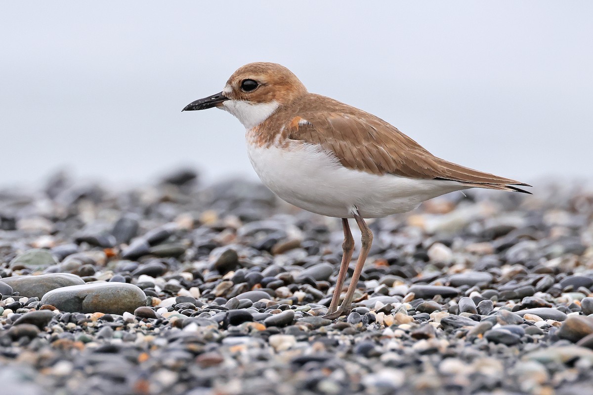 Greater Sand-Plover - Nathan Wall