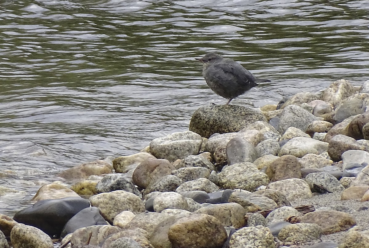 American Dipper - ML608740000