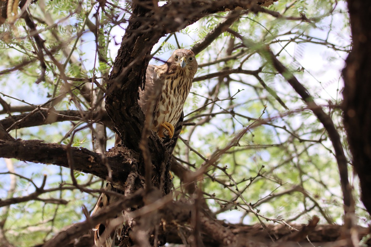 Cooper's Hawk - ML608740116