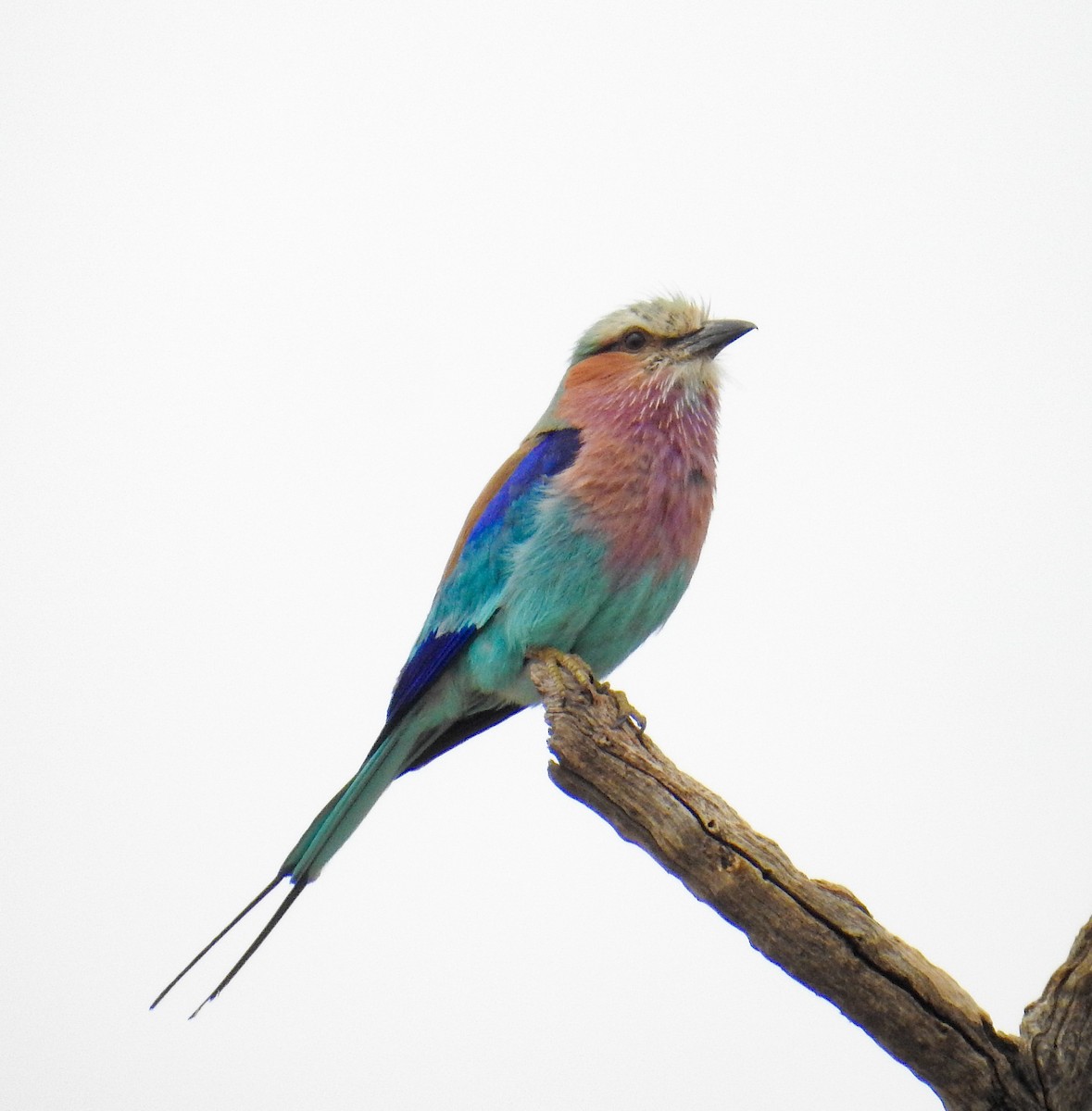 Lilac-breasted Roller - ML608740159